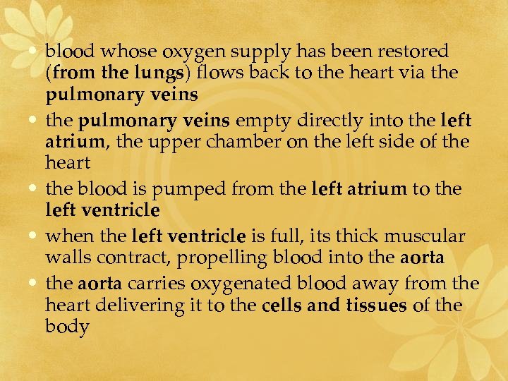  • blood whose oxygen supply has been restored (from the lungs) flows back