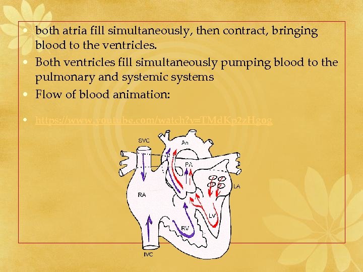  • both atria fill simultaneously, then contract, bringing blood to the ventricles. •