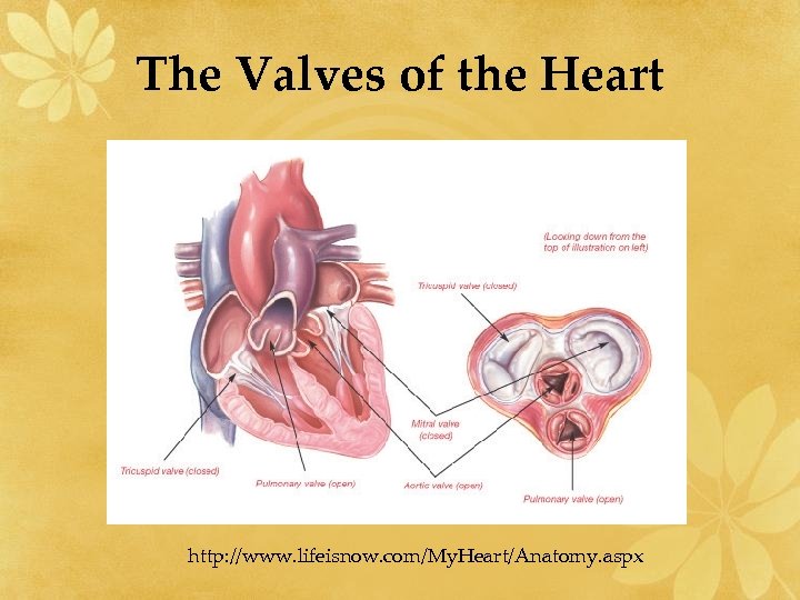 The Valves of the Heart http: //www. lifeisnow. com/My. Heart/Anatomy. aspx 