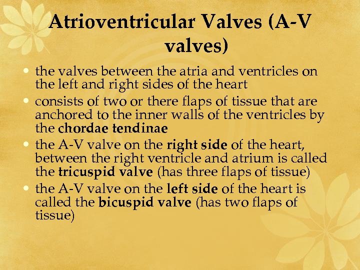 Atrioventricular Valves (A-V valves) • the valves between the atria and ventricles on the