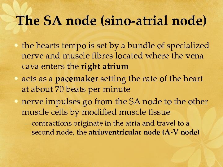 The SA node (sino-atrial node) • the hearts tempo is set by a bundle