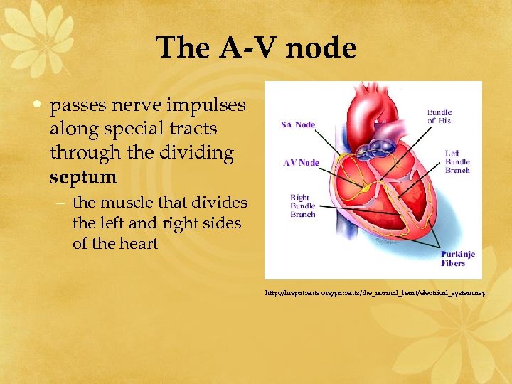 The A-V node • passes nerve impulses along special tracts through the dividing septum