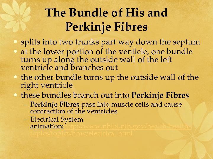 The Bundle of His and Perkinje Fibres • splits into two trunks part way
