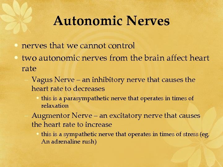 Autonomic Nerves • nerves that we cannot control • two autonomic nerves from the