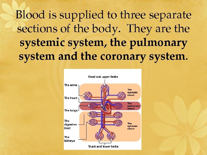 Blood is supplied to three separate sections of the body. They are the systemic