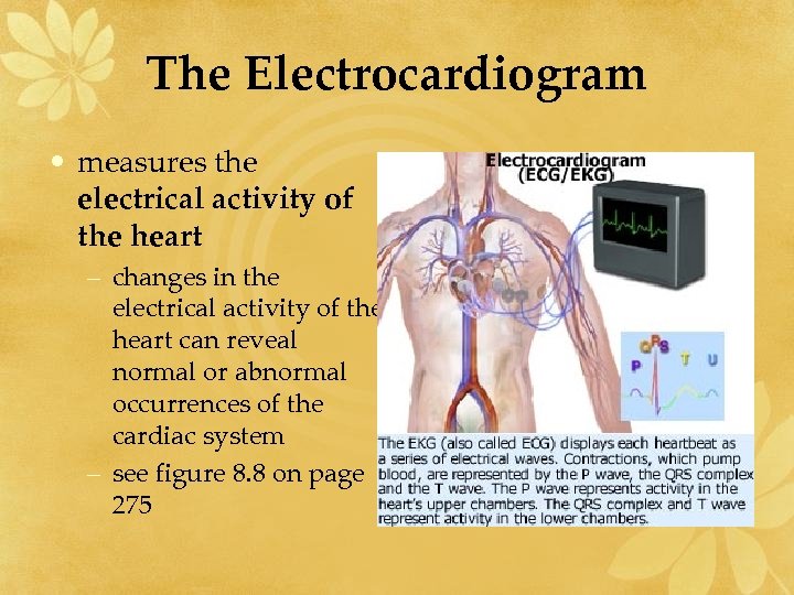 The Electrocardiogram • measures the electrical activity of the heart – changes in the