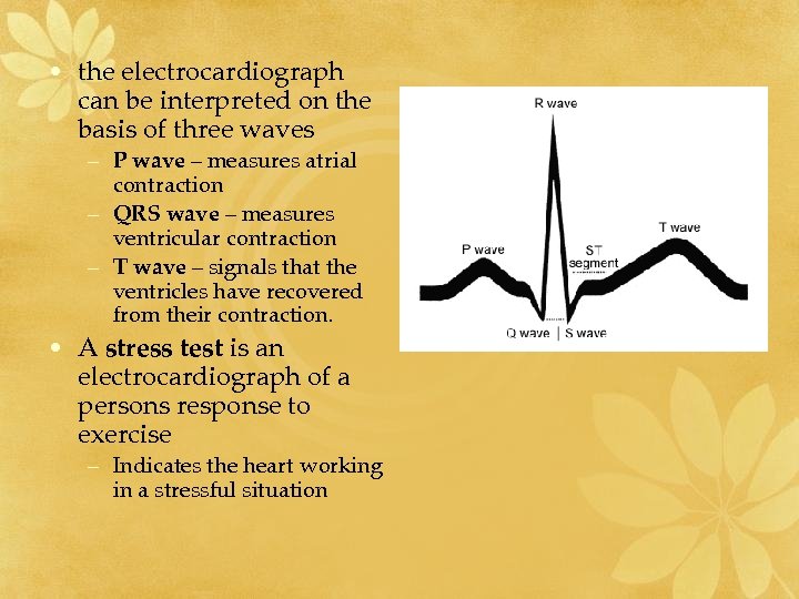  • the electrocardiograph can be interpreted on the basis of three waves –