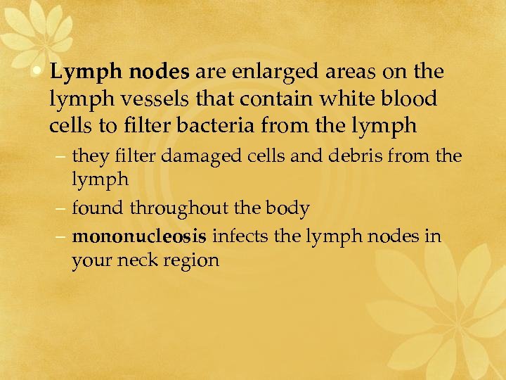  • Lymph nodes are enlarged areas on the lymph vessels that contain white