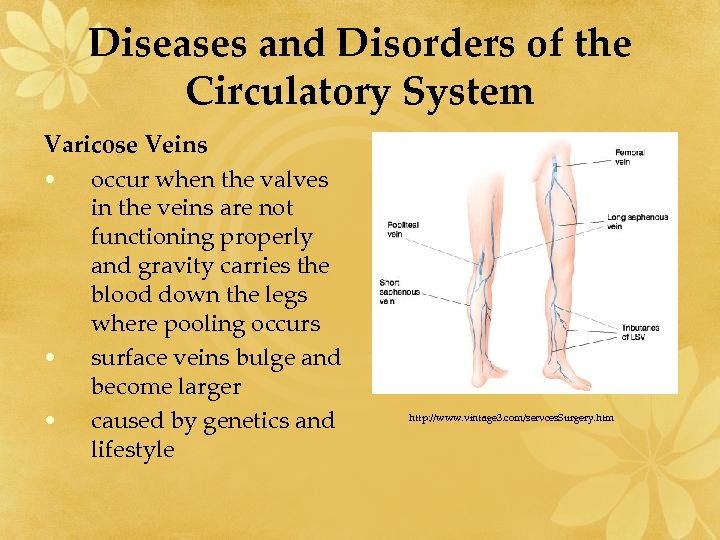 Diseases and Disorders of the Circulatory System Varicose Veins • occur when the valves