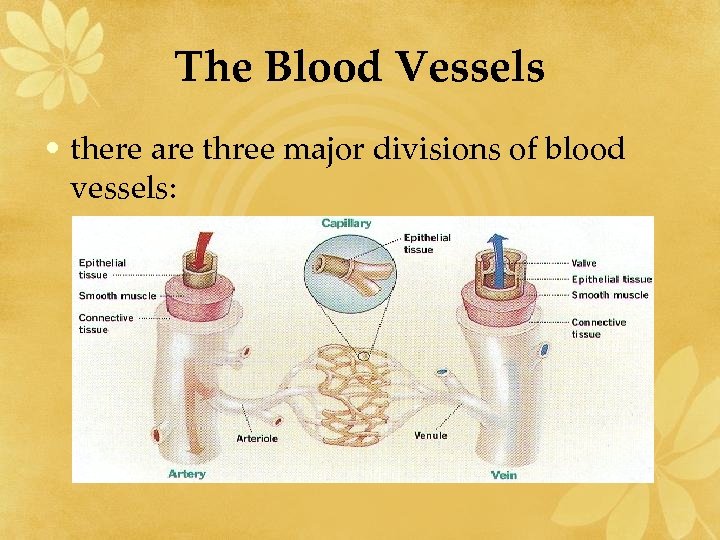 The Blood Vessels • there are three major divisions of blood vessels: 