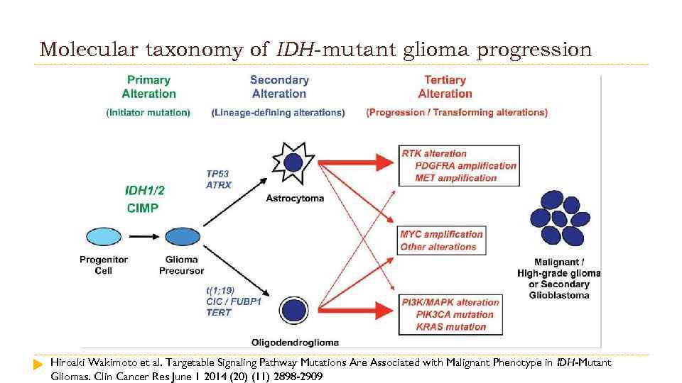 Molecular taxonomy of IDH-mutant glioma progression Hiroaki Wakimoto et al. Targetable Signaling Pathway Mutations