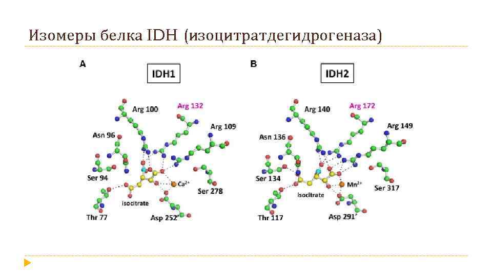 Изомеры белка IDH (изоцитратдегидрогеназа) 