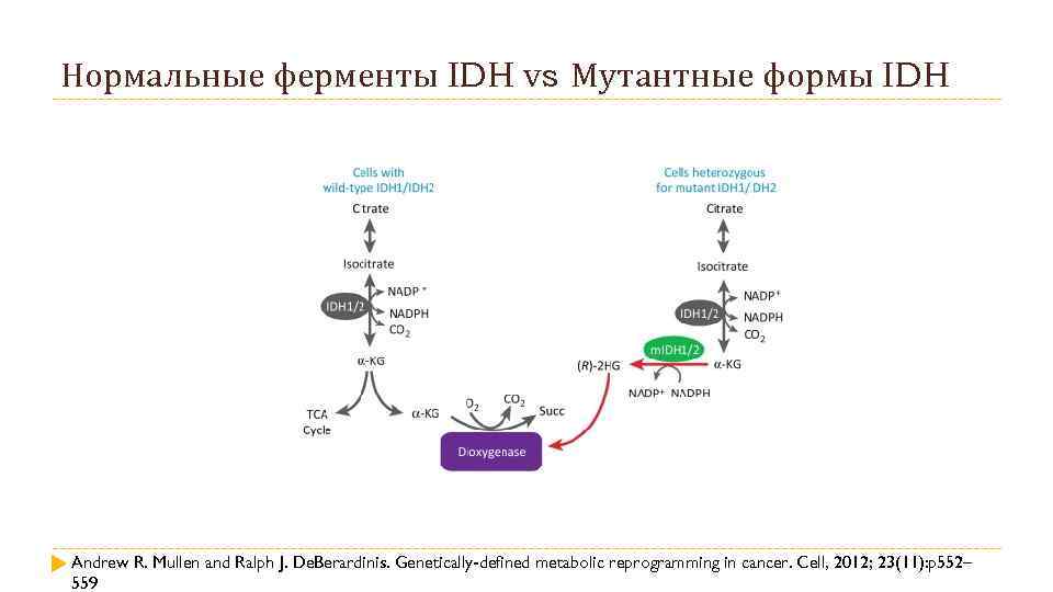 Нормальные ферменты IDH vs Мутантные формы IDH Andrew R. Mullen and Ralph J. De.