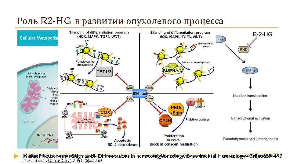 Роль R 2 -HG в развитии опухолевого процесса Figueroa ME et al. Leukemic IDH