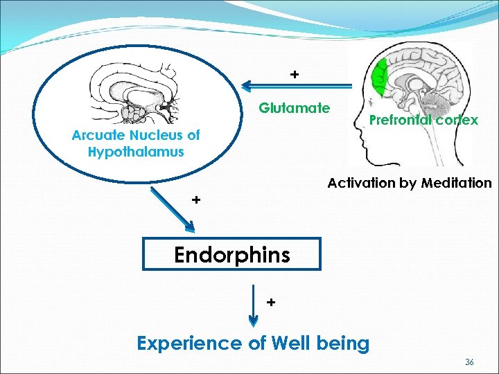 + Glutamate Arcuate Nucleus of Hypothalamus Prefrontal cortex Activation by Meditation + Endorphins +