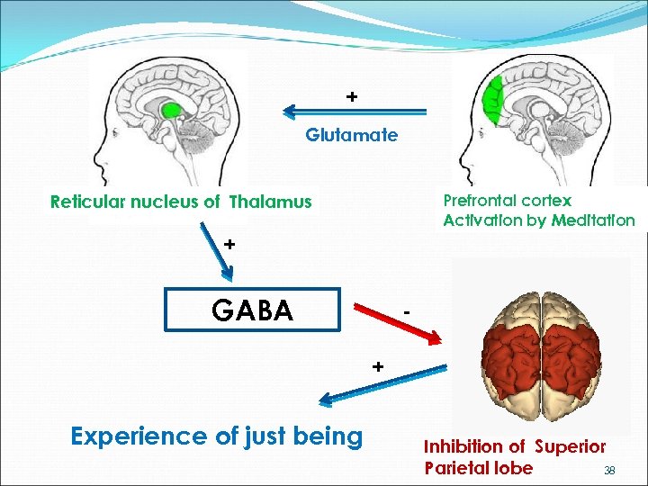 + Glutamate Reticular nucleus of Thalamus Prefrontal cortex Activation by Meditation + GABA +