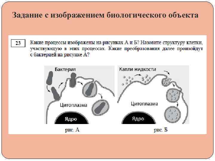 Задание с изображением биологического объекта 