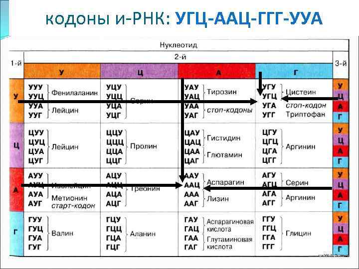 кодоны и-РНК: УГЦ-ААЦ-ГГГ-УУА 