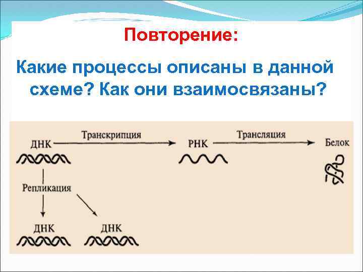 Повторение: Какие процессы описаны в данной схеме? Как они взаимосвязаны? 