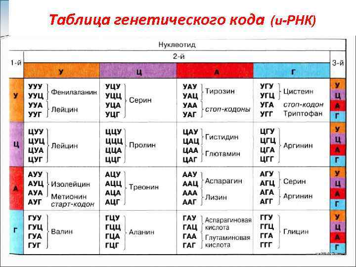 Таблица генетического кода (и-РНК) 