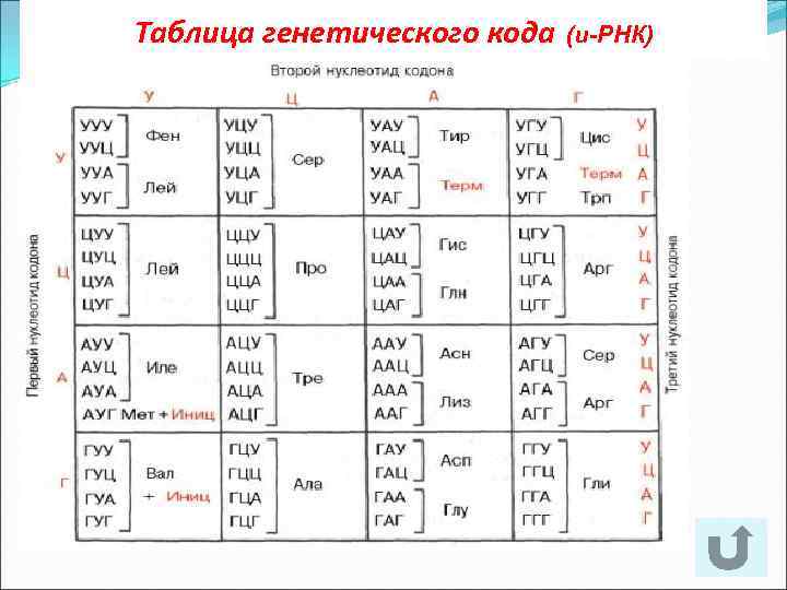 Таблица генетического кода (и-РНК) 