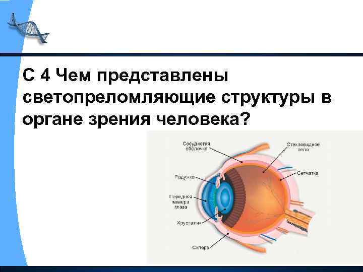 С 4 Чем представлены светопреломляющие структуры в органе зрения человека? 