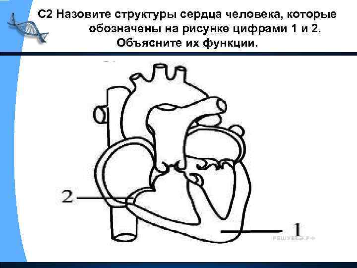 С 2 Назовите структуры сердца человека, которые обозначены на рисунке цифрами 1 и 2.