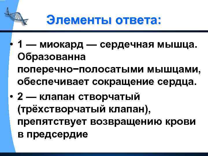 Элементы ответа: • 1 — миокард — сердечная мышца. Образованна поперечно−полосатыми мышцами, обеспечивает сокращение