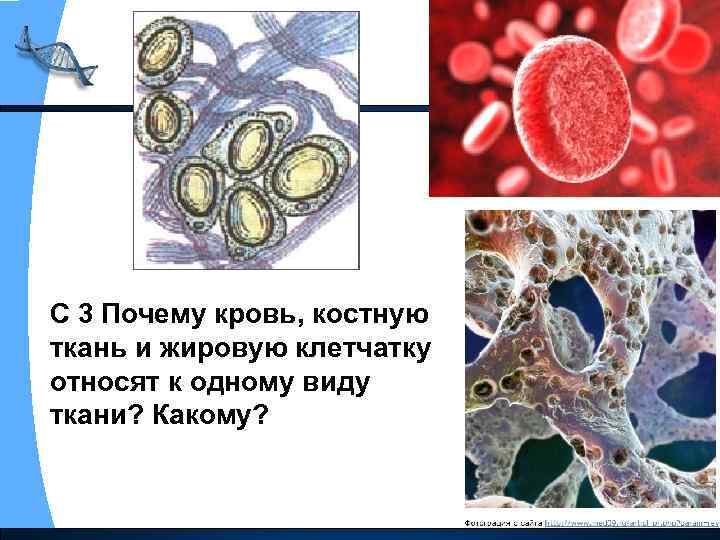 С 3 Почему кровь, костную ткань и жировую клетчатку относят к одному виду ткани?