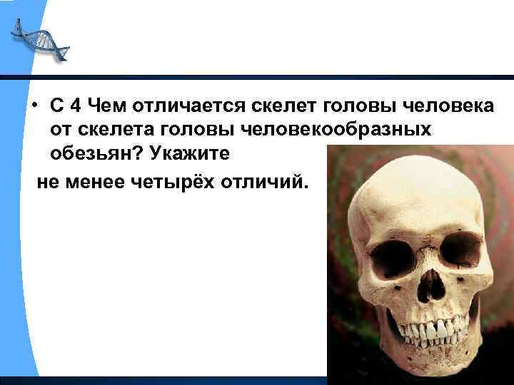  • С 4 Чем отличается скелет головы человека от скелета головы человекообразных обезьян?