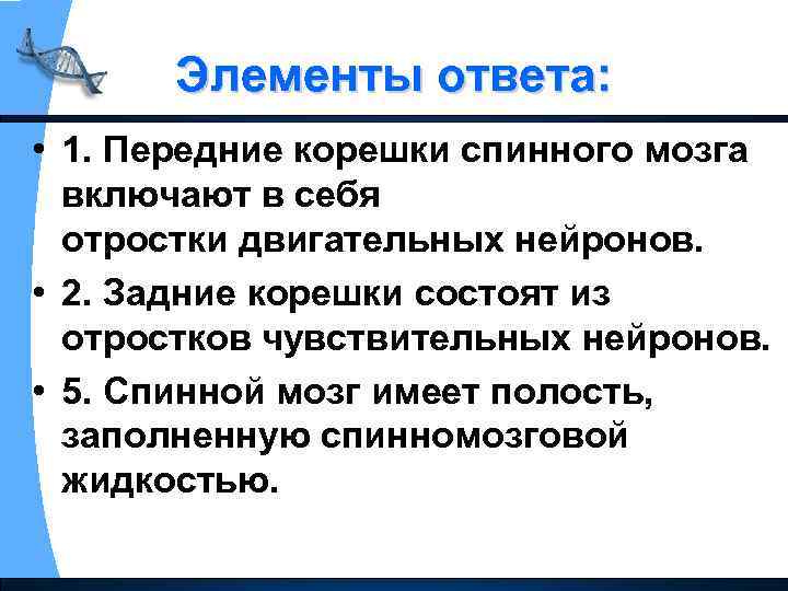 Элементы ответа: • 1. Передние корешки спинного мозга включают в себя отростки двигательных нейронов.