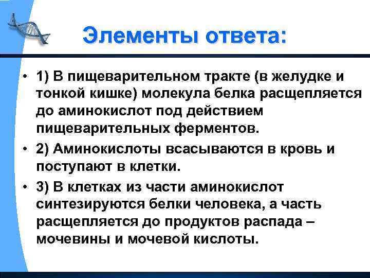 Элементы ответа: • 1) В пищеварительном тракте (в желудке и тонкой кишке) молекула белка