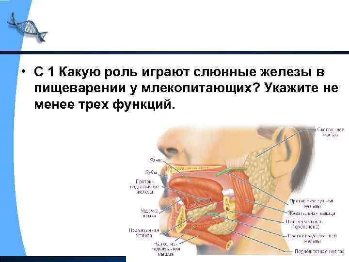  • С 1 Какую роль играют слюнные железы в пищеварении у млекопитающих? Укажите