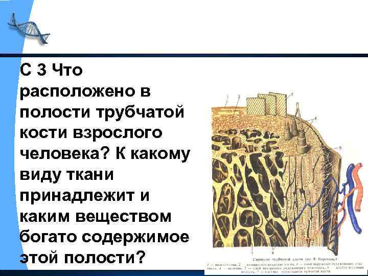 С 3 Что расположено в полости трубчатой кости взрослого человека? К какому виду ткани