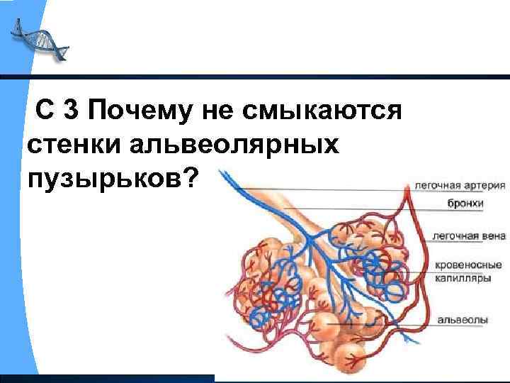  С 3 Почему не смыкаются стенки альвеолярных пузырьков? 