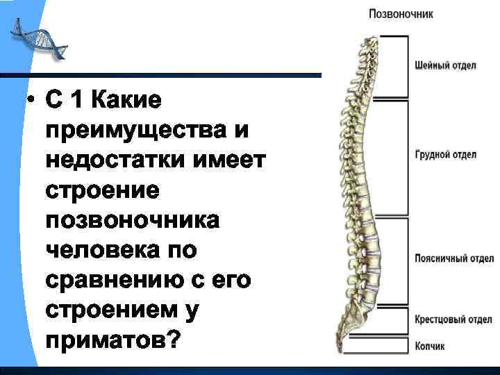  • С 1 Какие преимущества и недостатки имеет строение позвоночника человека по сравнению