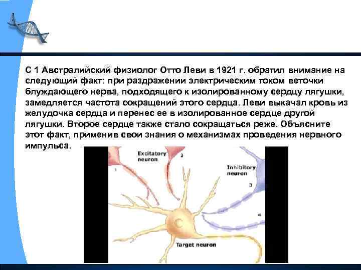 С 1 Австралийский физиолог Отто Леви в 1921 г. обратил внимание на следующий факт: