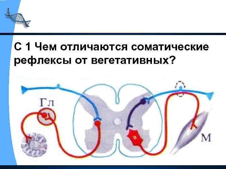 С 1 Чем отличаются соматические рефлексы от вегетативных? 