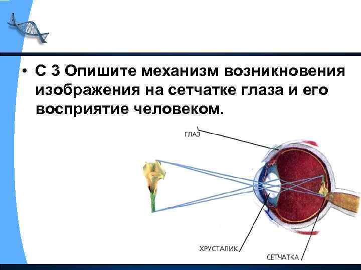  • С 3 Опишите механизм возникновения изображения на сетчатке глаза и его восприятие