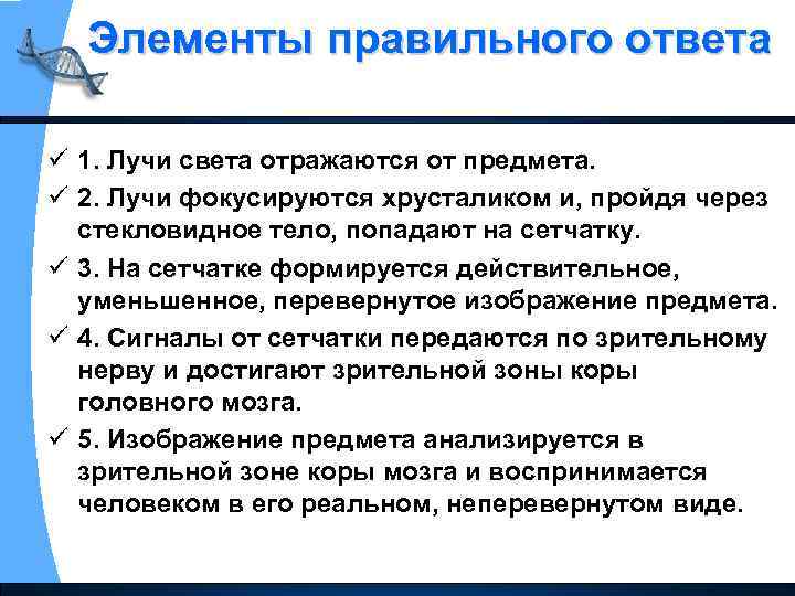 Элементы правильного ответа ü 1. Лучи света отражаются от предмета. ü 2. Лучи фокусируются