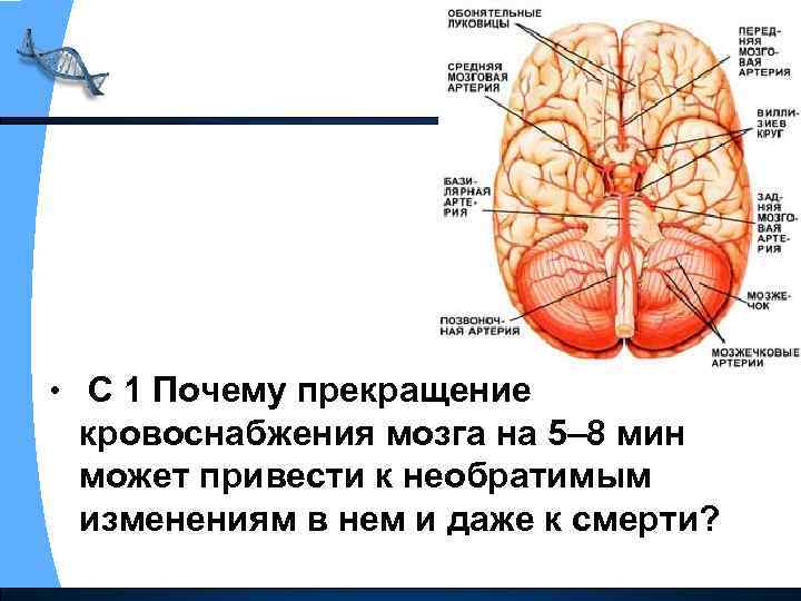  • С 1 Почему прекращение кровоснабжения мозга на 5– 8 мин может привести