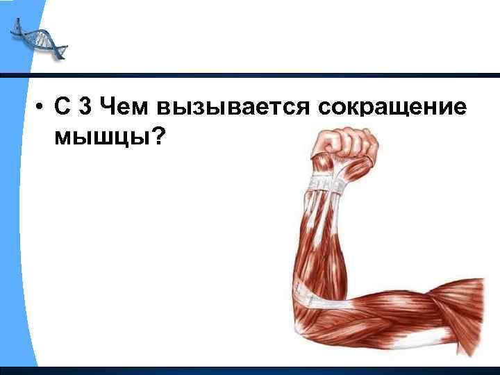  • С 3 Чем вызывается сокращение мышцы? 