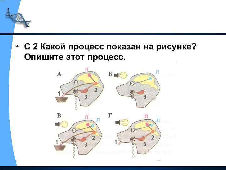  • С 2 Какой процесс показан на рисунке? Опишите этот процесс. 