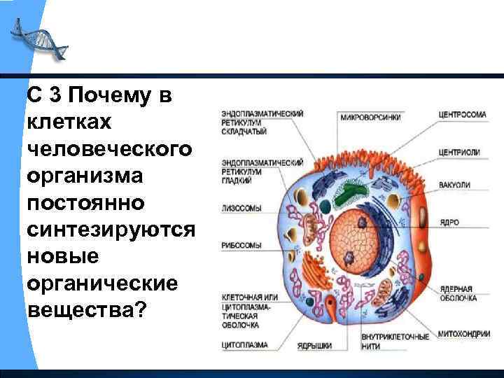 С 3 Почему в клетках человеческого организма постоянно синтезируются новые органические вещества? 