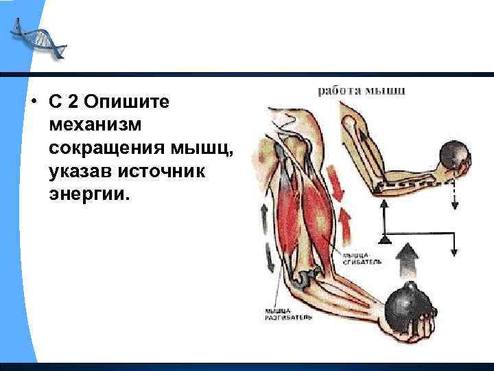  • С 2 Опишите механизм сокращения мышц, указав источник энергии. 