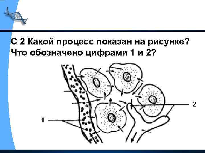 С 2 Какой процесс показан на рисунке? Что обозначено цифрами 1 и 2? 