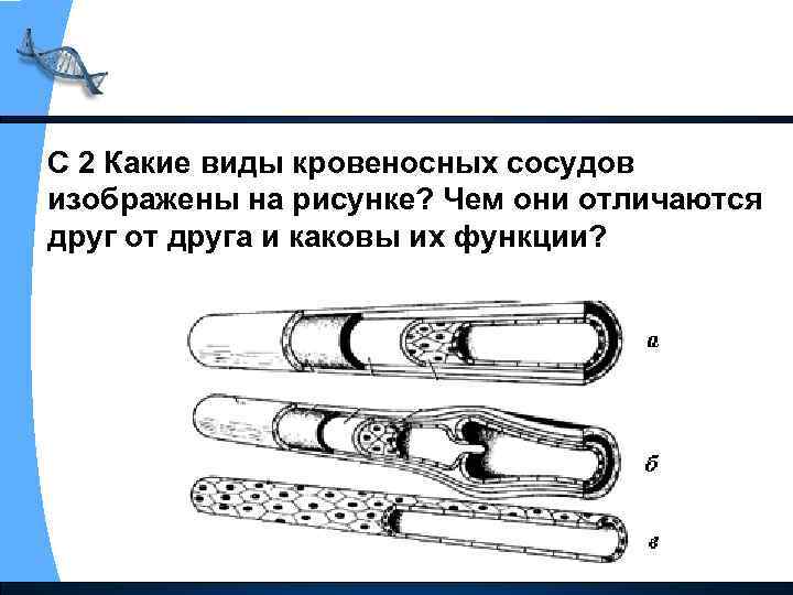 С 2 Какие виды кровеносных сосудов изображены на рисунке? Чем они отличаются друг от