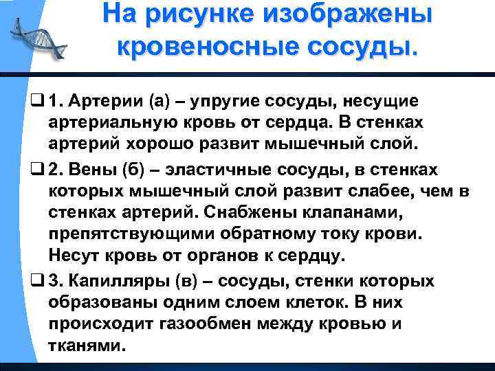 На рисунке изображены кровеносные сосуды. q 1. Артерии (а) – упругие сосуды, несущие артериальную