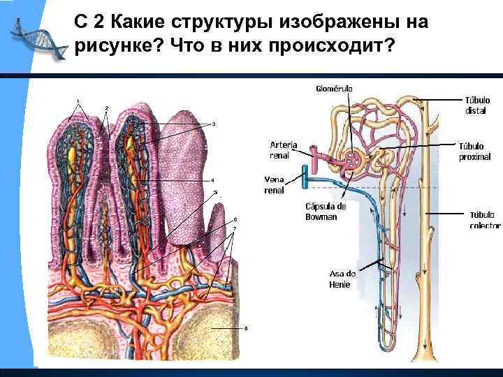 С 2 Какие структуры изображены на рисунке? Что в них происходит? 