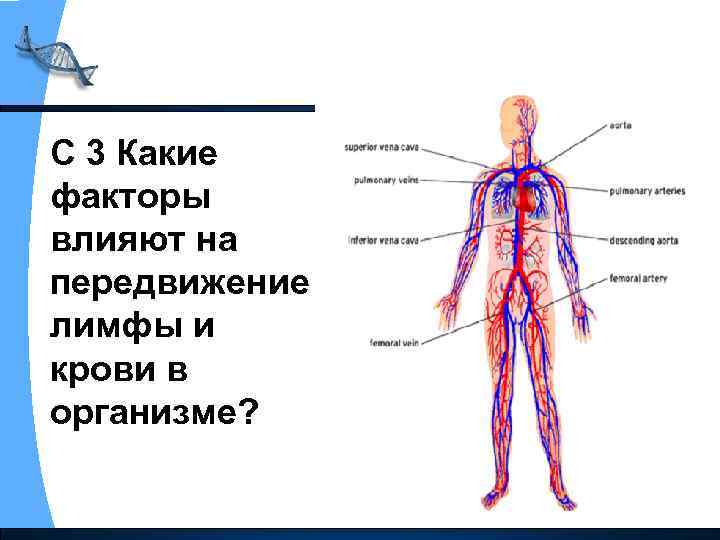 С 3 Какие факторы влияют на передвижение лимфы и крови в организме? 